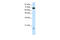 Tripartite Motif Containing 32 antibody, 27-397, ProSci, Enzyme Linked Immunosorbent Assay image 