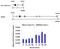 Protein Phosphatase 1 Catalytic Subunit Alpha antibody, PA5-28218, Invitrogen Antibodies, Chromatin Immunoprecipitation image 