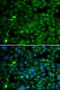 SET And MYND Domain Containing 4 antibody, orb247892, Biorbyt, Immunofluorescence image 