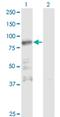 Zinc Finger Protein 287 antibody, H00057336-M11, Novus Biologicals, Western Blot image 