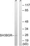 SH3 Domain Binding Glutamate Rich Protein antibody, LS-B9874, Lifespan Biosciences, Western Blot image 