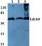 Cell Division Cycle 40 antibody, PA5-75422, Invitrogen Antibodies, Western Blot image 