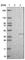 Chromosome 22 Open Reading Frame 31 antibody, HPA000604, Atlas Antibodies, Western Blot image 