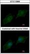 Nuclear Receptor Coactivator 3 antibody, GTX113869, GeneTex, Immunofluorescence image 