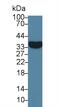 VGF Nerve Growth Factor Inducible antibody, abx132002, Abbexa, Western Blot image 