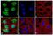 Checkpoint Kinase 2 antibody, 701720, Invitrogen Antibodies, Immunofluorescence image 