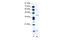 cAMP-responsive element modulator antibody, 28-190, ProSci, Western Blot image 