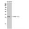 Vesicle Transport Through Interaction With T-SNAREs 1B antibody, LS-C386656, Lifespan Biosciences, Western Blot image 