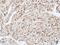 Dual Specificity Phosphatase 10 antibody, NBP2-16235, Novus Biologicals, Immunohistochemistry frozen image 