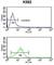 Neutrophil Cytosolic Factor 4 antibody, abx033526, Abbexa, Western Blot image 