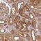 G1 To S Phase Transition 1 antibody, NBP2-47442, Novus Biologicals, Immunohistochemistry frozen image 