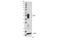 Receptor Interacting Serine/Threonine Kinase 3 antibody, 15828S, Cell Signaling Technology, Western Blot image 