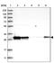 SAP Domain Containing Ribonucleoprotein antibody, PA5-56585, Invitrogen Antibodies, Western Blot image 