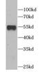Autophagy Related 5 antibody, FNab00677, FineTest, Western Blot image 