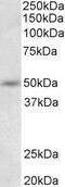Fibrillarin antibody, 43-078, ProSci, Western Blot image 