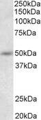 FBRL antibody, 43-078, ProSci, Western Blot image 