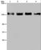 Golgin A2 antibody, LS-C405028, Lifespan Biosciences, Western Blot image 