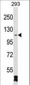 RNA Binding Motif Protein 26 antibody, LS-C162494, Lifespan Biosciences, Western Blot image 