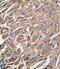 Aldehyde Dehydrogenase 3 Family Member A1 antibody, PA5-15004, Invitrogen Antibodies, Immunohistochemistry frozen image 