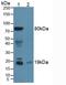 Somatostatin antibody, LS-C698759, Lifespan Biosciences, Western Blot image 