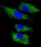 Inter-Alpha-Trypsin Inhibitor Heavy Chain 4 antibody, M03593, Boster Biological Technology, Immunofluorescence image 