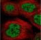 Ras Responsive Element Binding Protein 1 antibody, NBP1-81726, Novus Biologicals, Immunofluorescence image 