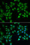 Flotillin 2 antibody, STJ28673, St John