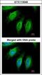 SH3 Domain Containing GRB2 Like 1, Endophilin A2 antibody, GTX113548, GeneTex, Immunofluorescence image 