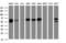 Guanylate Binding Protein 5 antibody, M07110, Boster Biological Technology, Western Blot image 