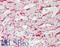 Cadherin 1 antibody, LS-B11811, Lifespan Biosciences, Immunohistochemistry frozen image 