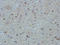 Alpha-1-antitrypsin antibody, orb339610, Biorbyt, Immunohistochemistry paraffin image 