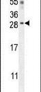 Claudin 6 antibody, PA5-24205, Invitrogen Antibodies, Western Blot image 