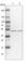 WD Repeat Domain 37 antibody, HPA037376, Atlas Antibodies, Western Blot image 