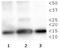 Histone Cluster 2 H3 Family Member D antibody, NB21-1012, Novus Biologicals, Western Blot image 