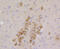 CD9 Molecule antibody, 13-804, ProSci, Immunohistochemistry frozen image 