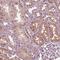 HIRA Interacting Protein 3 antibody, PA5-64097, Invitrogen Antibodies, Immunohistochemistry frozen image 