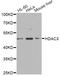 Histone Deacetylase 3 antibody, A12542, ABclonal Technology, Western Blot image 