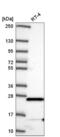 Matrix AAA Peptidase Interacting Protein 1 antibody, NBP2-56654, Novus Biologicals, Western Blot image 