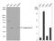 Gasdermin D antibody, NBP2-14973, Novus Biologicals, Western Blot image 
