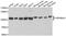 Heat Shock Protein 90 Alpha Family Class A Member 1 antibody, abx136145, Abbexa, Western Blot image 