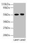 Ornithine Decarboxylase 1 antibody, CSB-PA00535A0Rb, Cusabio, Western Blot image 