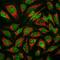 Muscleblind Like Splicing Regulator 1 antibody, NBP2-50062, Novus Biologicals, Immunocytochemistry image 