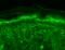 Transient Receptor Potential Cation Channel Subfamily V Member 3 antibody, SMC-334D, StressMarq, Immunohistochemistry frozen image 