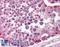 Signal Regulatory Protein Alpha antibody, LS-B551, Lifespan Biosciences, Immunohistochemistry frozen image 