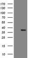 Snail Family Transcriptional Repressor 2 antibody, CF504929, Origene, Western Blot image 