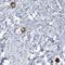 Transmembrane Protein 209 antibody, HPA031678, Atlas Antibodies, Immunohistochemistry paraffin image 