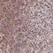 MINOR antibody, HPA043360, Atlas Antibodies, Immunohistochemistry frozen image 