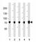 Transient Receptor Potential Cation Channel Subfamily V Member 6 antibody, F52629-0.4ML, NSJ Bioreagents, Western Blot image 