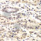 Cyclin C antibody, A6545, ABclonal Technology, Immunohistochemistry paraffin image 