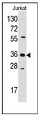 Aldose reductase antibody, AP12364PU-N, Origene, Western Blot image 